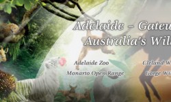 Adelaide – Gateway to Australia Wildlife