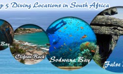Top 5 Diving Locations in South Africa