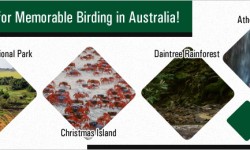 Best Spots for Memorable Birding in Australia