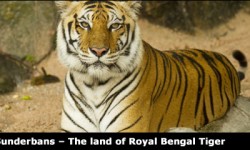 Explore Sunderbans – the land of Royal Bengal Tiger