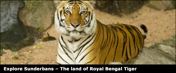 Explore-Sunderbans-the-land-of-royal-bengal-tigers