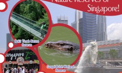 Bountiful Grace in Nature Reserves of Singapore