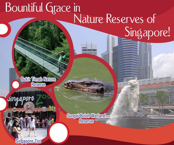 bountiful-grace-in-nature-reserves-of-singapore