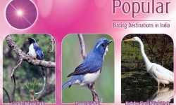 Check Out the Popular Birding Destinations in India!