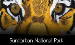 Sundarban National Park - Travel Guide for Foreign Travellers