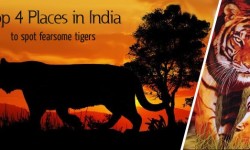 Top 4 Places to Spot India’s Fearsome Tigers