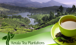 Kerala Tea Plantations – A Must Visit for all Nature Lovers on India Holidays