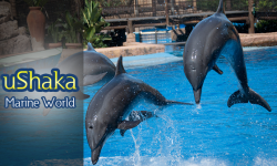 A Quick Peek into uShaka Marine World, the Largest Marine Theme Park of Africa