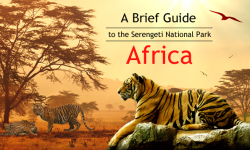 A Brief Guide to the Serengeti National Park, Africa: Accommodation, the Great Migration, and General Tips