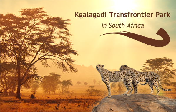 kgalagadi-transfrontier-park-in-south-africa
