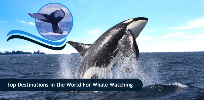 top-destinations-in-world-for-whale-watching