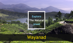 Explore the Natural Jewel: Wayanad