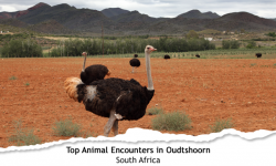 Top Three Animal Encounters in Oudtshoorn, South Africa