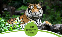 Three Famous Tiger Reserves in India