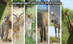 Quick Guide: Bandhavgarh National Park, India