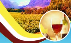 Top 5 Wine Estates in Cape Town, South Africa