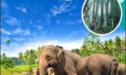 Malaysia’s Best Eco-Tourism Destinations for Nature Lovers