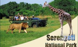 Here’s all You Need to Know about the Serengeti National Park