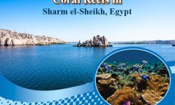 The 5 Not-to-be-Missed Coral Reefs in Sharm el-Sheikh, Egypt