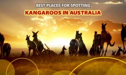 Best Places for Spotting Kangaroos in Australia