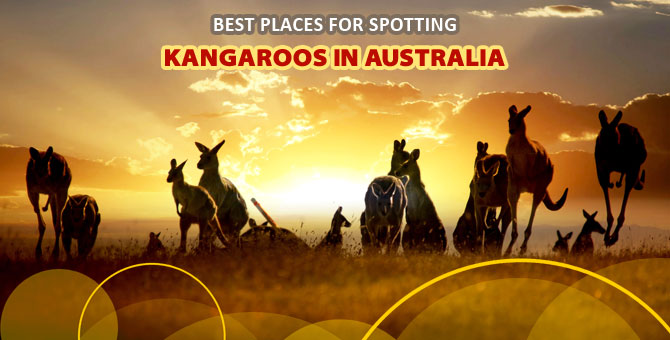 Best-Places-for-Spotting-Kangaroos-in-Australia