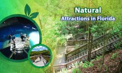 5 of the Top Natural Attractions in Florida